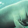儒艮dugong
