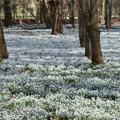 Snowdrops(雪花蓮公園)