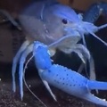 美Haley Miller寵物藍色小龍蝦 (electric blue crayfish)名叫 Vengeance,2019/12/3在臉書po出Vengeance螯足互夾倒地不起 正名佛羅里達螯蝦, Procambarus alleni, Electric Blue Lobster
