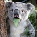 koala enjoying a mouthful of eucalyptus leaves 尤加利樹正名為桉樹