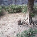 攝於2017/8/14 安成公園流浪貓 (虎斑)  不知為何一直守在榕樹下死盯著上頭樹枝