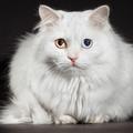 Turkey angora 長毛貓 起源於15世紀 傳統顏色為白色 雙眼或顏色不同(虹膜異色症)