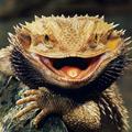 髭頰蜥 bearded dragon