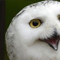 雪鴞（學名：Bubo scandiacus、snowy owl，動物界脊索動物門鳥綱鴞形目鴟鴞科鵰鴞屬雪鴞種），大型貓頭鷹，加拿大魁北克省的省鳥．