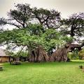 Sunland-Baobab-Pub遠景