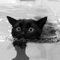 游泳的貓