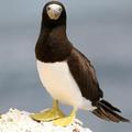 Brown Booby