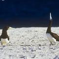 brown booby