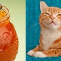 左: 橘子醬 (柑橘製成)  柚子/葡萄柚.檸檬做的也叫 marmalade -- pomelo marmalade/grapefruit marmalade/lemon marmalade 