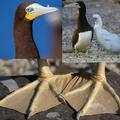 brown booby