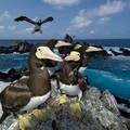 brown booby