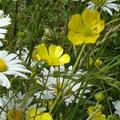 daisies and buttercups