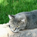 gray-tabby-manx-cat