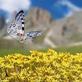 攝於新疆喀斯納 Apollo butterfly (Parnassius apollo) 阿波羅絹蝶