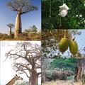 baobab tree