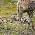 Darwin's rhea family