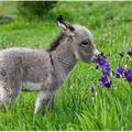 cute donkey foal