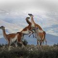 Gambolling guanacos