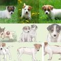 Jack-Russell-Terrier(幼)