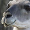 guanacos close-up