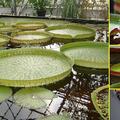 正名王蓮,植物界被子植物門雙子葉植物綱睡蓮目睡蓮科王蓮屬:亞馬遜王蓮(Victoria amazonica,Amazon water lily)及克魯茲王蓮(Victoria cruziana,Santa Cruz water lily)
