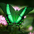 蝴蝶(Emerald Swallowtail)