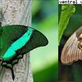 蝴蝶(Emerald Swallowtail)