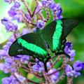 蝴蝶(Emerald Swallowtail)