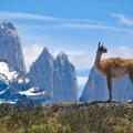 Guanacos relative of the llama