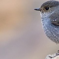 鉛色水鶇 (Phoenicurus fuliginosus), 英名: plumbeous water redstart, 又名紅尾水鴝、鉛色水鴝，臺灣話稱石青仔. 科學分類: 動物界脊索動物門鳥綱雀形目鶲科紅尾鴝屬鉛色水鶇種