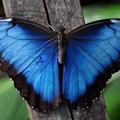 蝴蝶(blue morpho)