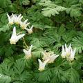 Dutchman's breeches