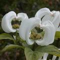 magic dogwood 或 Mexican dogwood，學名為 Cornus florida subspecies urbiniana，四照花亞種，樹能長到 20 呎，花均白色，原產於墨西哥東部林地。