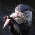 OTTER(水獺/海獺)吃魚