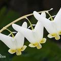 Dutchman's breeches