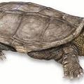 普通鱷龜（common snapping turtle）的學名是Chelydra serpentina，又名小鱷龜或擬鱷龜，最大可長至30幾公斤。普通鱷龜沒有受到保護，可以食用牠的肉。