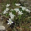 Ornithogalum_umbellatum