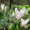 Dutchman's breeches