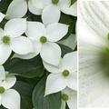 Kousa Dogwood/bracts
white dogwood 學名 Cornus florida