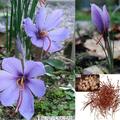 番紅花(Crocus sativus)