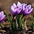 番紅花(Crocus sativus)