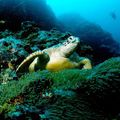英名 green turtle 或 green sea turtle, 學名Chelonia mydas