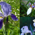 鳶尾花 (Iris)