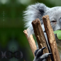 koala enjoying a mouthful of eucalyptus leaves(尤加利樹正名為桉樹). 雙門齒目無尾熊科無尾熊屬無尾熊種Phascolarctos cinereus. 港: 樹熊 中國: 樹袋熊. koala: 不喝水

