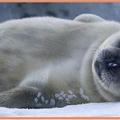 全球最深淡水湖貝加爾湖特有種：貝加爾海豹（學名Pusa sibirica）。 nerpa Baikal seal，簡稱 nerpa，兩隻的話就叫 nerpas。
