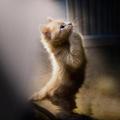 貓祈禱