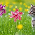 8 week old gray tabby kitten with pinwheels in a buttercup meadow