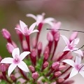 Heliconius erato, red postman butterfly/the small postman), 昆蟲綱鱗翅目蛺蝶科毒蝶亞科袖蝶屬詩神袖蝶 erato: Greek Goddess of Lyric Poetry 中南美洲, 翅膀帶有毒