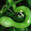 Snake Gourd，花白色，瓜皮有灰白條紋，瓜熟會變橙紅色（無法食用），Trichosanthes cucumerina var. anguina