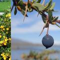 berberis-buxifolia-nana (左) 矮種叫 nana
右: 麥哲倫刺檗 (Magellan barberry), calafate.  因此, 麥哲倫刺檗 = 卡拉法特 = Berberis buxifolia (學名), 常綠灌木, 可做圍籬, 果實可食:
長在智利南部和阿根廷